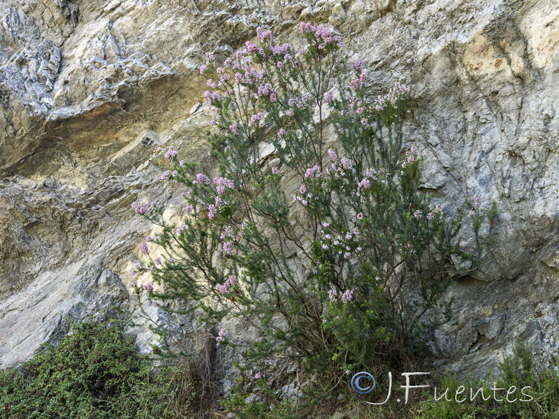 Erica multiflora.08