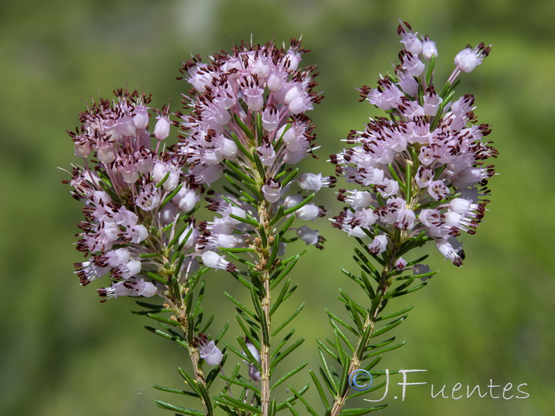 Erica multiflora.10