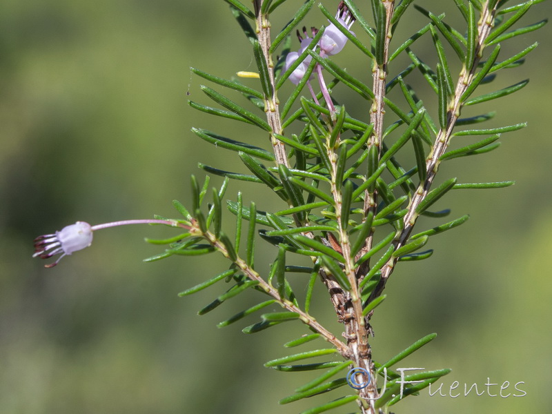 Erica multiflora.11