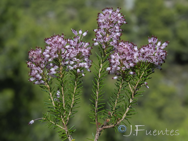 Erica multiflora.12