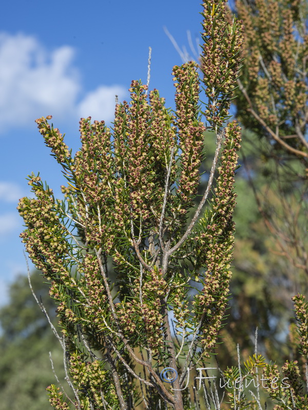 Erica scoparia scoparia.01