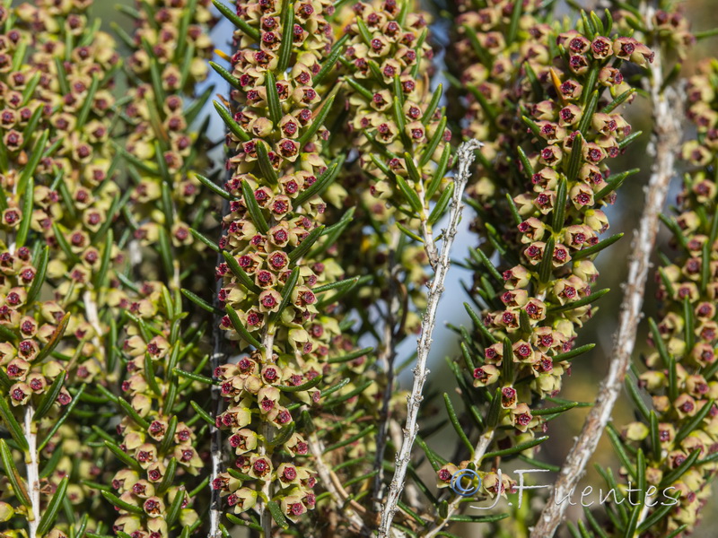 Erica scoparia scoparia.03