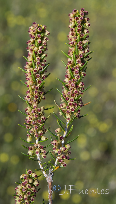 Erica scoparia scoparia.04