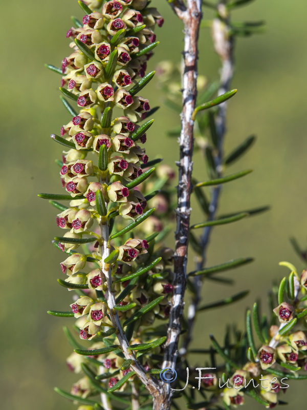 Erica scoparia scoparia.05