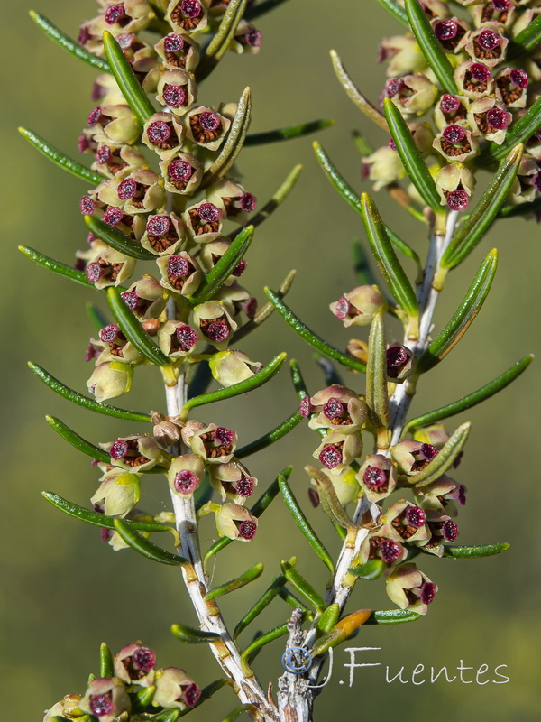 Erica scoparia scoparia.06