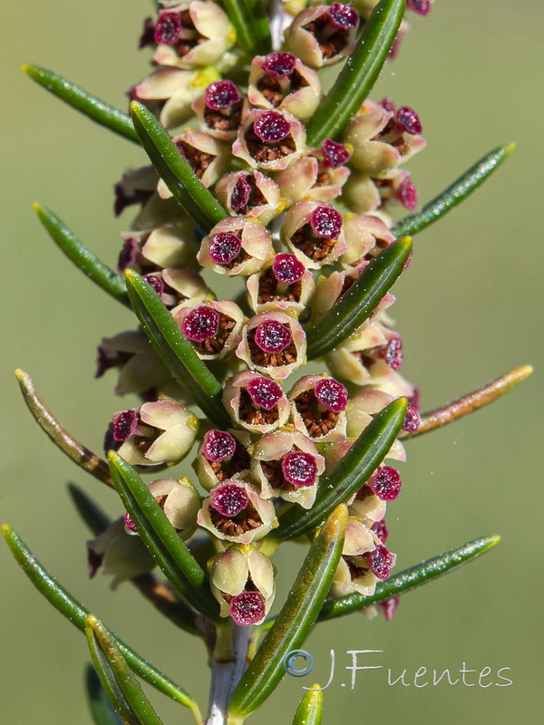 Erica scoparia scoparia.07