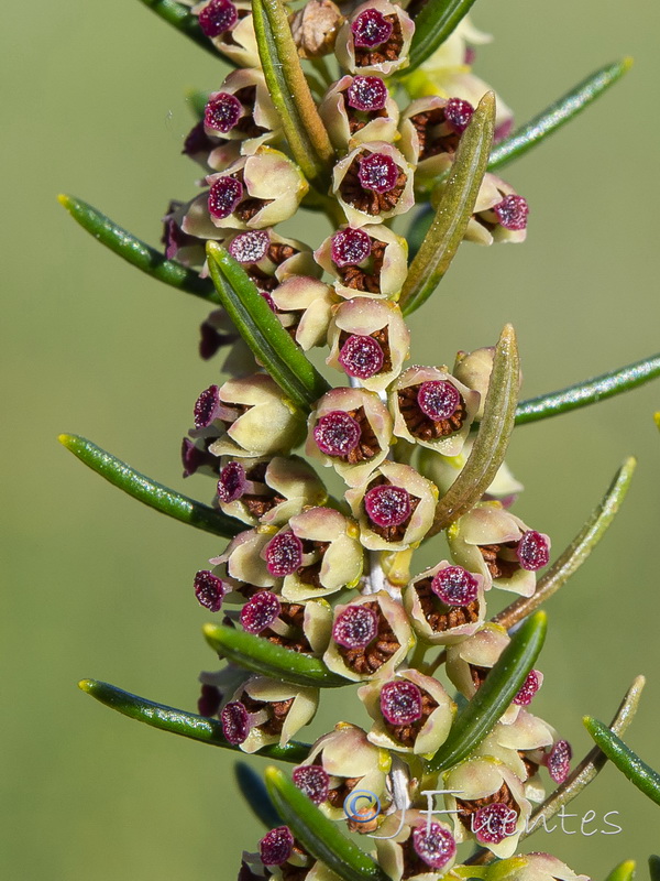 Erica scoparia scoparia.08