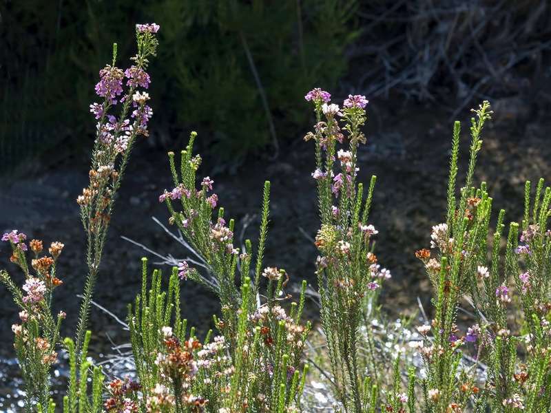 Erica terminalis.02