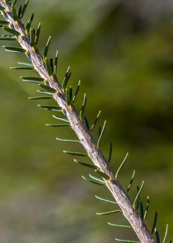 Erica terminalis.03