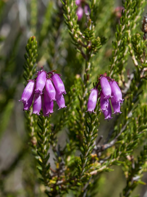 Erica terminalis.05