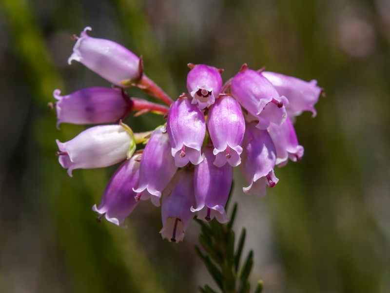 Erica terminalis.07