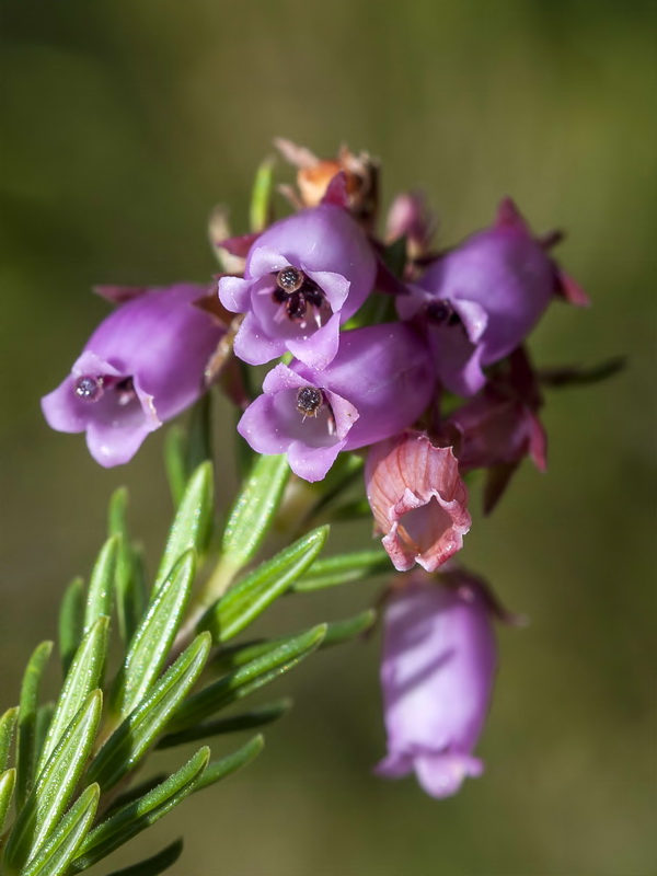 Erica terminalis.08