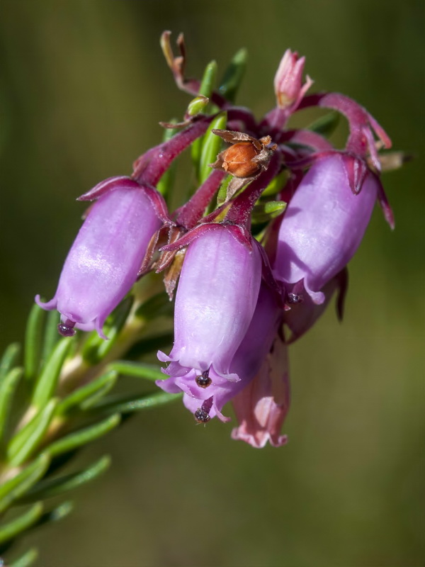 Erica terminalis.09