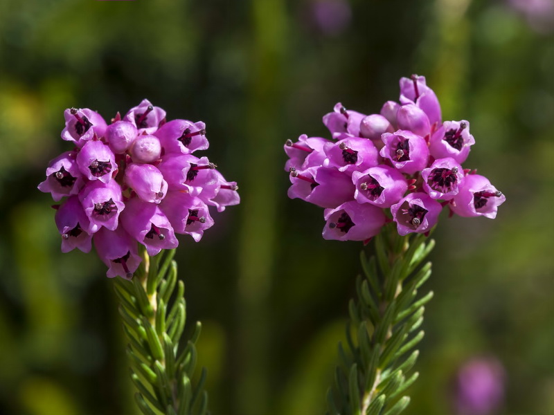 Erica terminalis.11