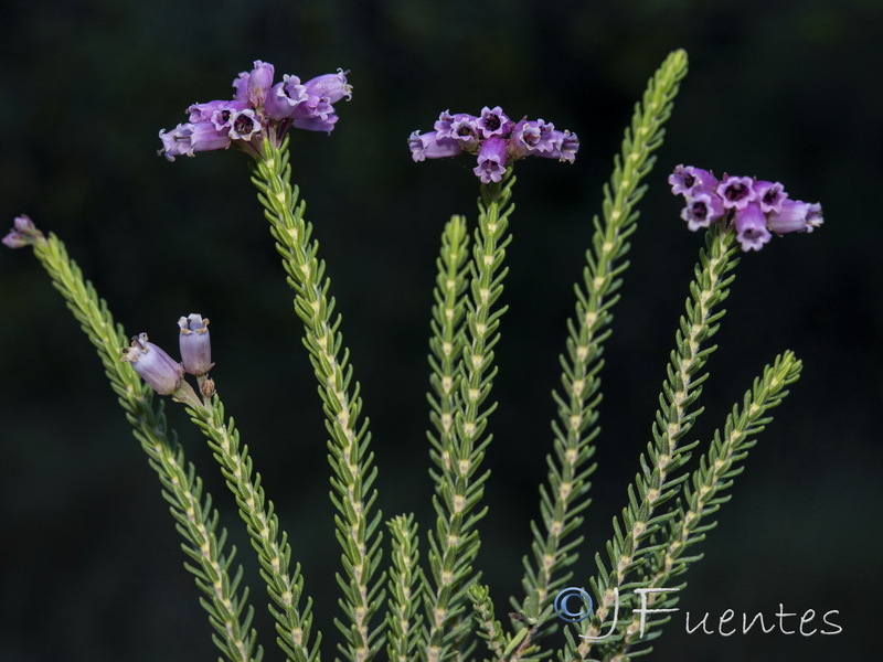 Erica terminalis.13