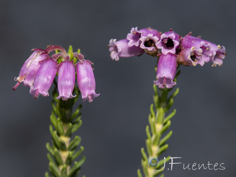 Erica terminalis.14