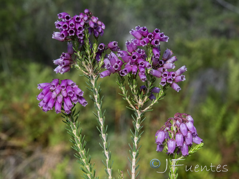 Erica terminalis.04