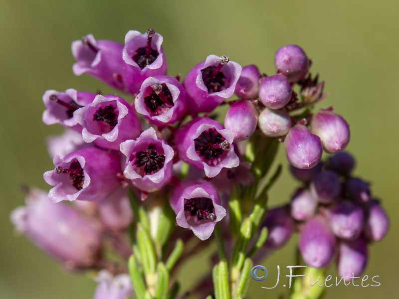 Erica terminalis.20