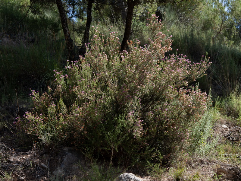 Erica terminalis.21