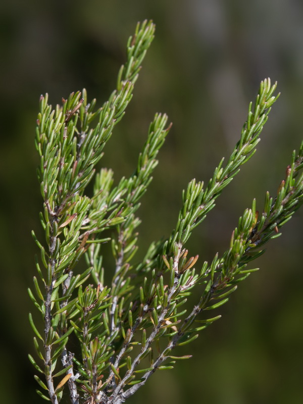 Erica terminalis.22