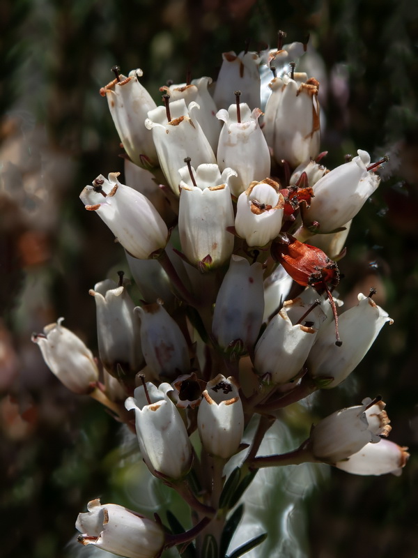 Erica terminalis.23