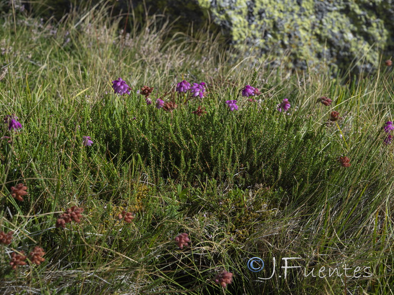 Erica tetralix.01