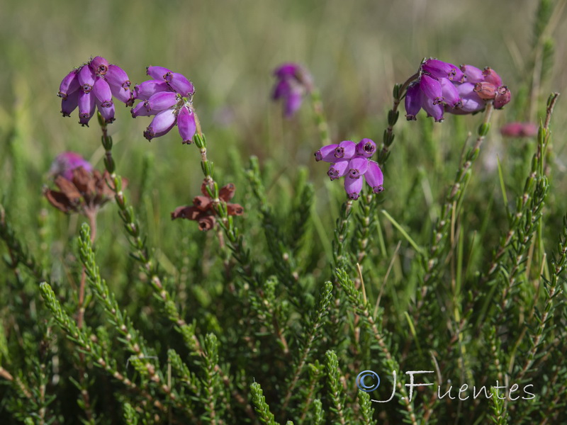 Erica tetralix.03
