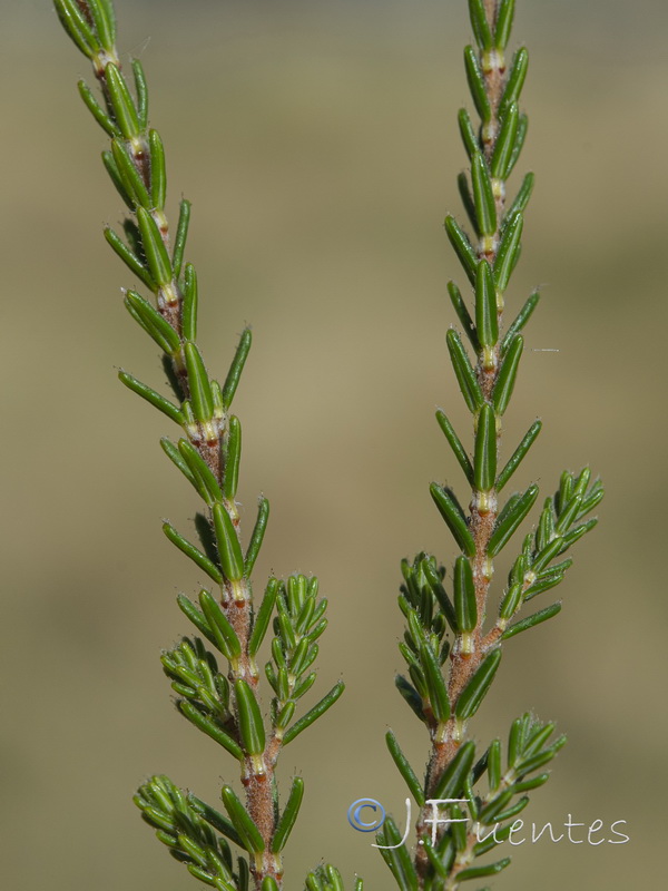 Erica tetralix.05