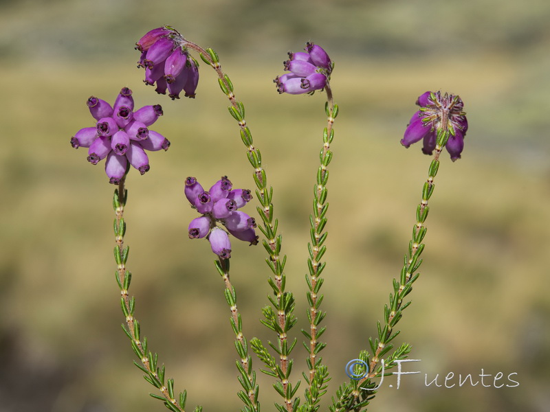 Erica tetralix.06