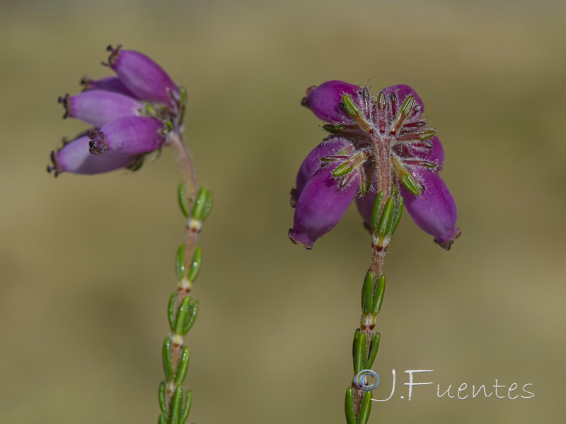 Erica tetralix.09