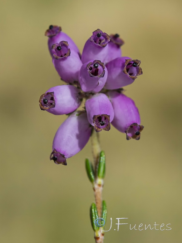 Erica tetralix.10