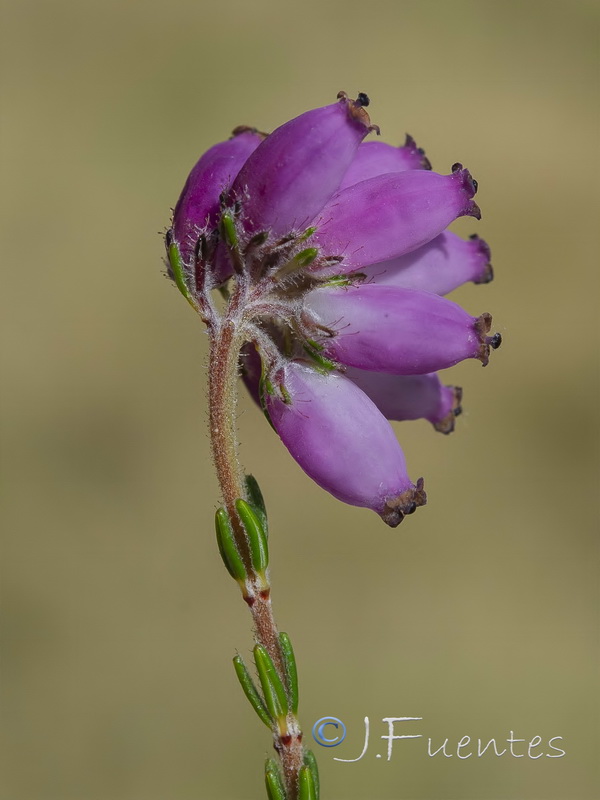 Erica tetralix.11