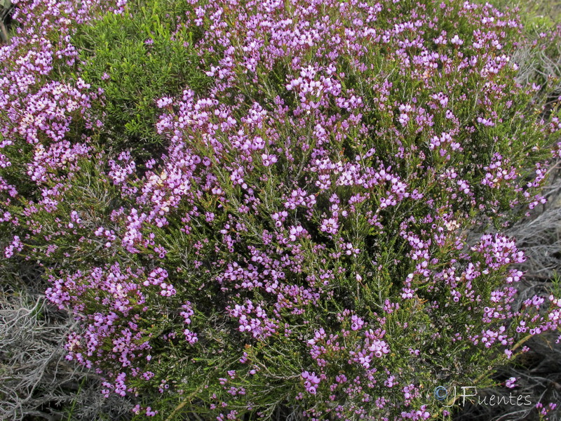 Erica umbellata.02
