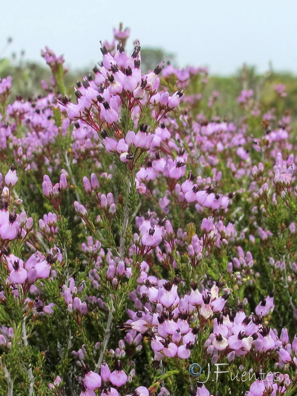 Erica umbellata.04