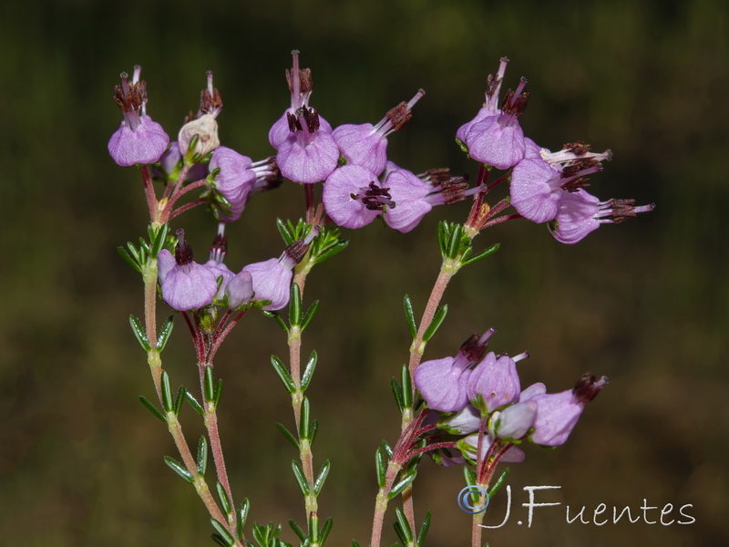 Erica umbellata.03