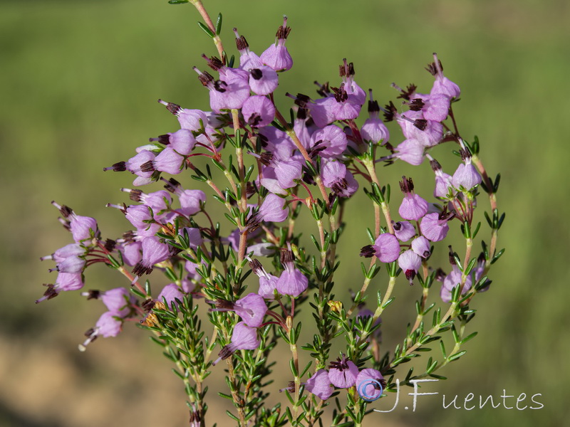 Erica umbellata.07