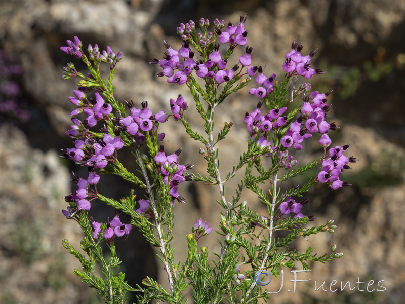 Erica umbellata.08
