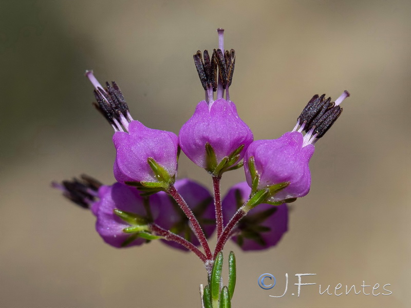 Erica umbellata.10