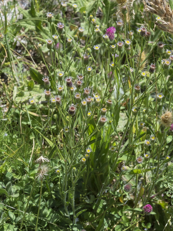 Erigeron acer.01