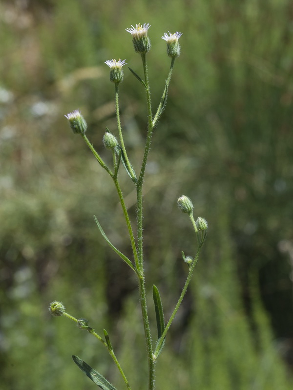 Erigeron acer.03