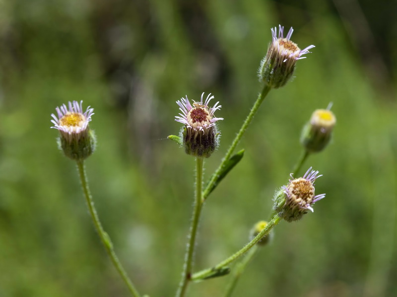 Erigeron acer.04