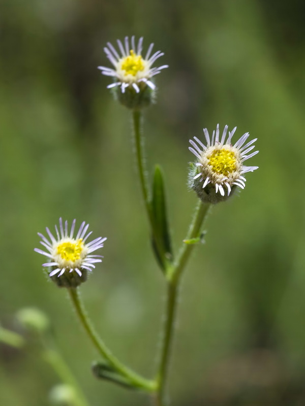 Erigeron acer.05