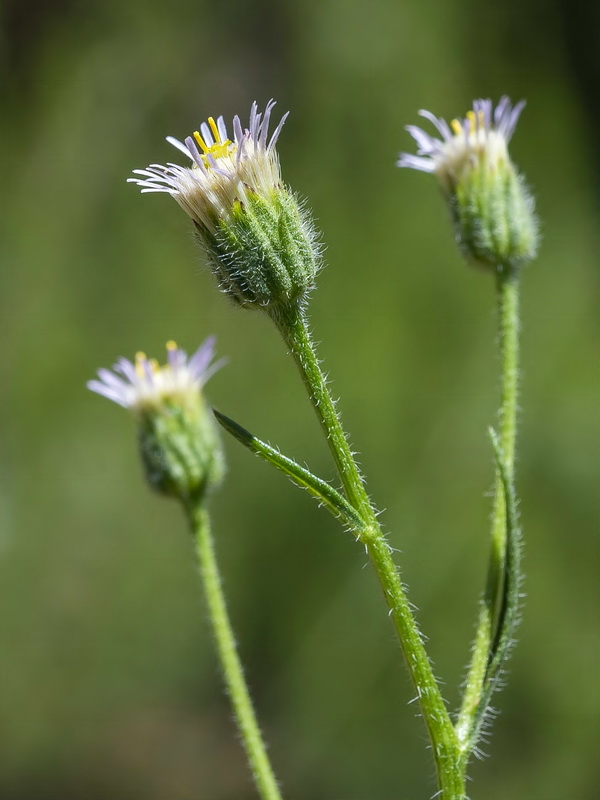 Erigeron acer.06
