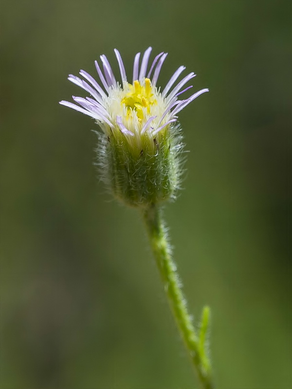 Erigeron acer.09