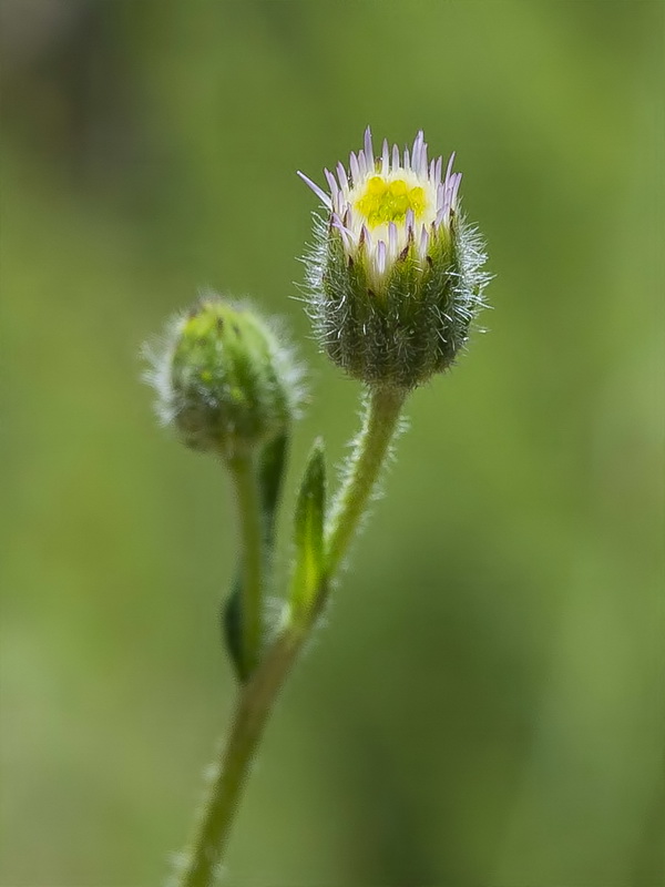 Erigeron acer.11
