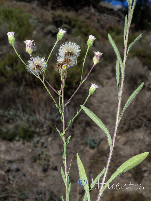 Erigeron acer.12