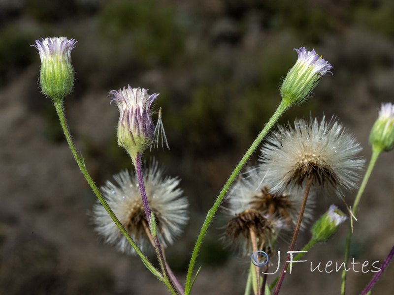 Erigeron acer.16