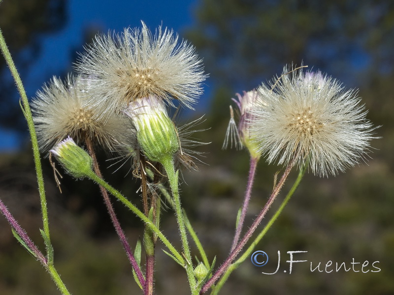 Erigeron acer.17