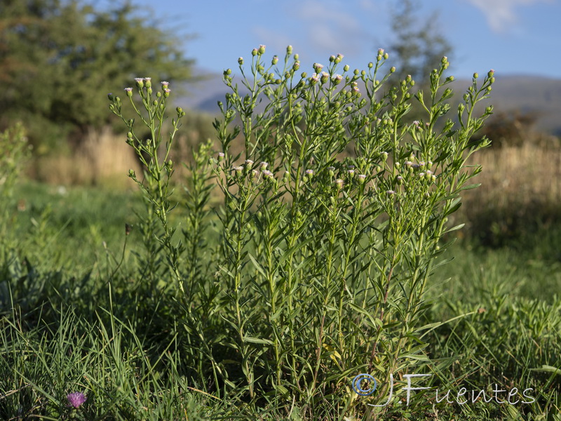 Erigeron acris.01
