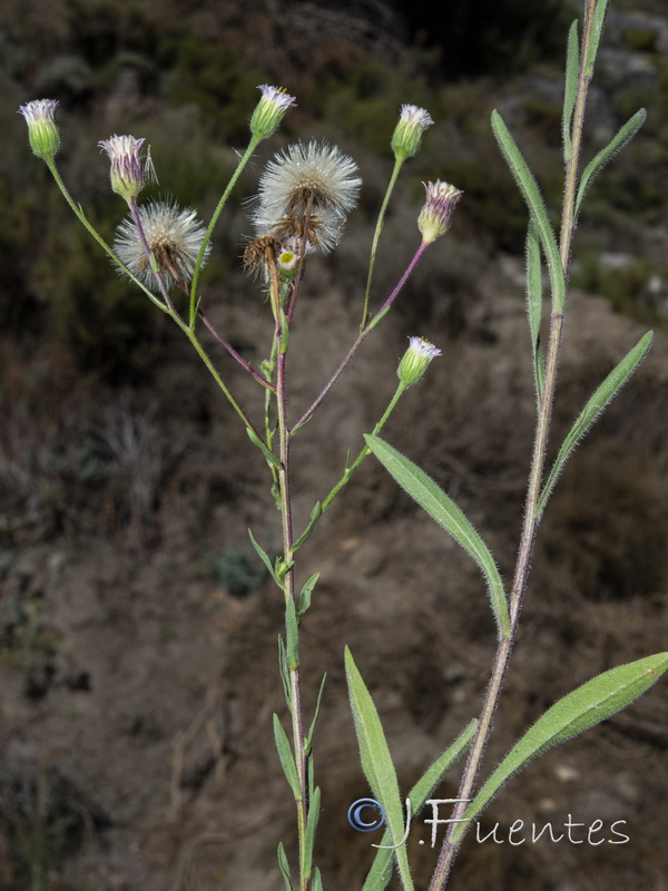 Erigeron acris.01